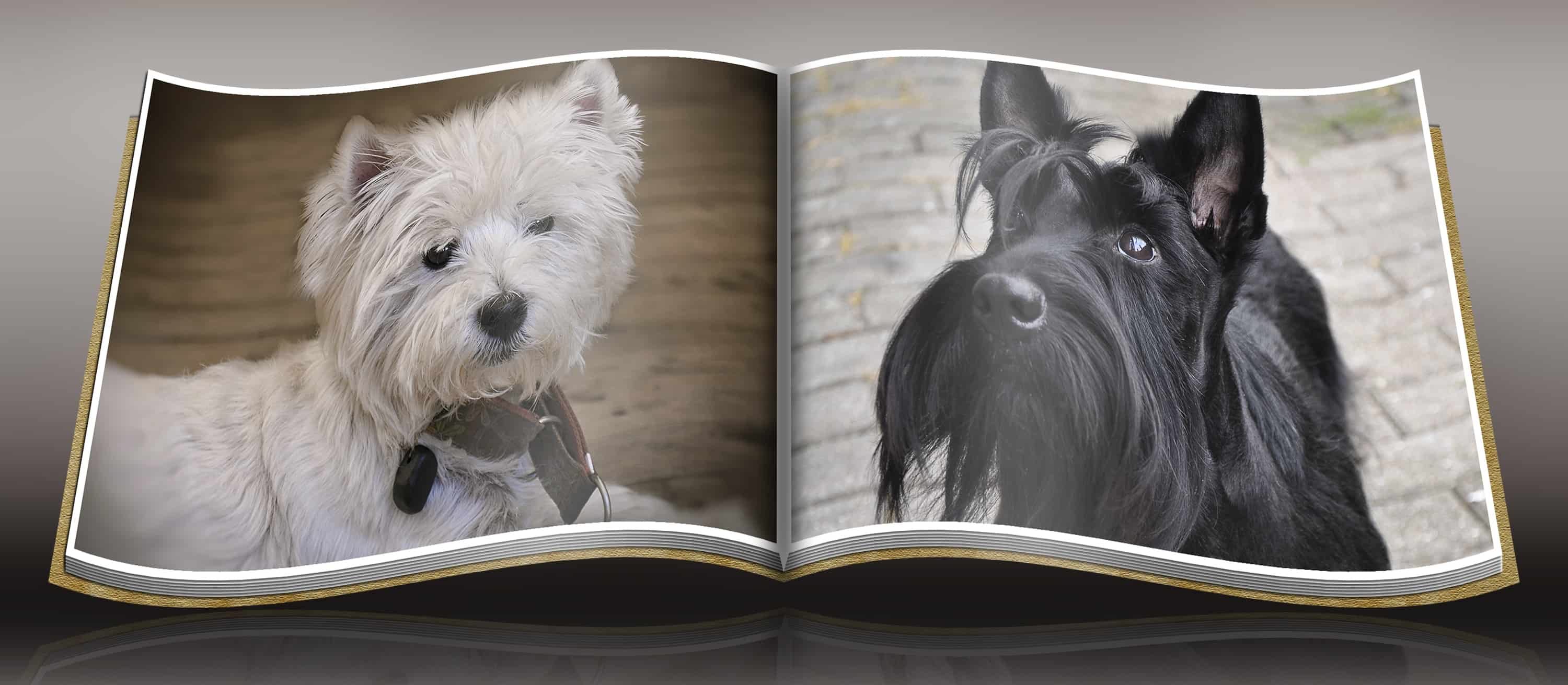 GroomingScottishTerrier-2InABook