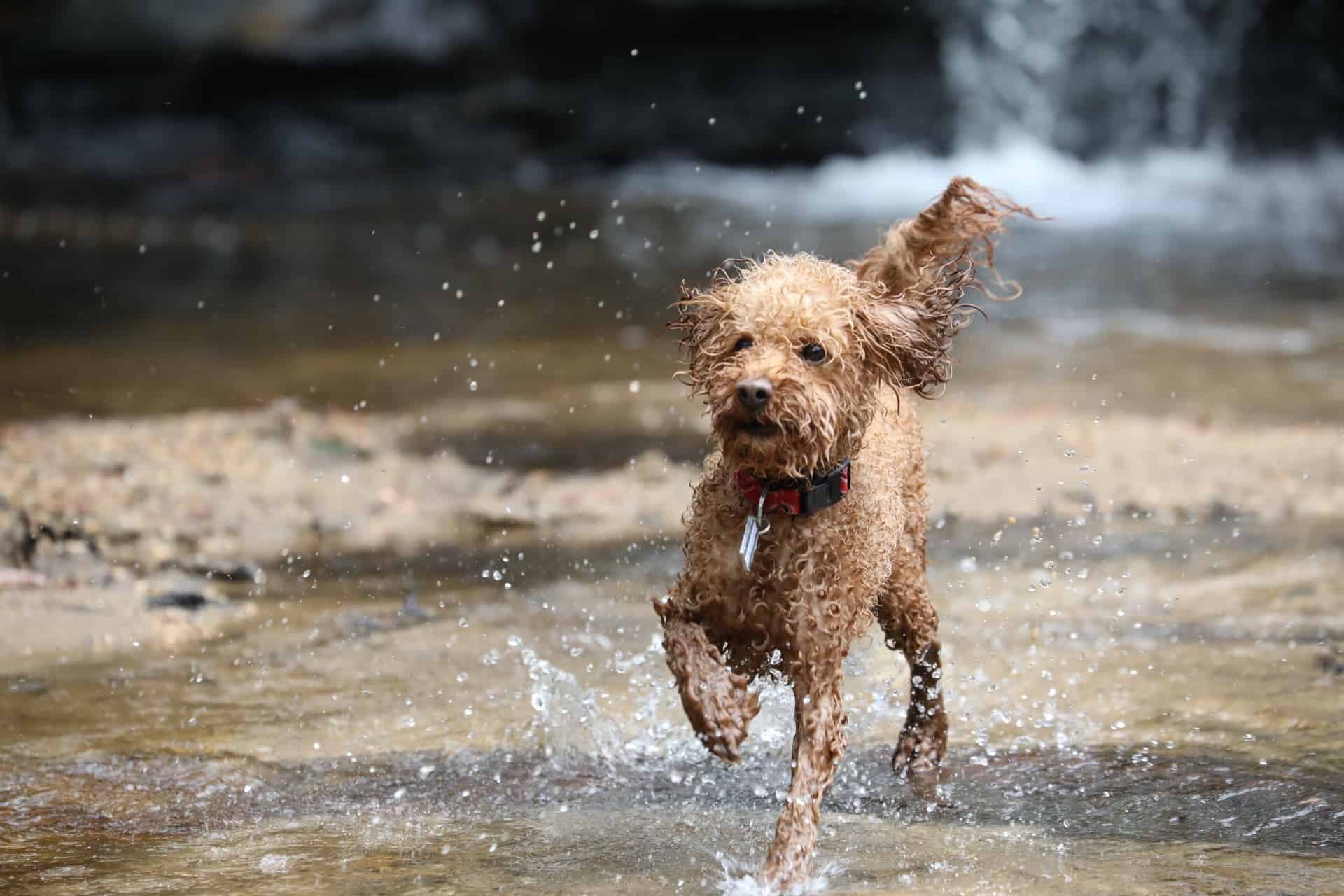 Toy Poodle Running Through Water