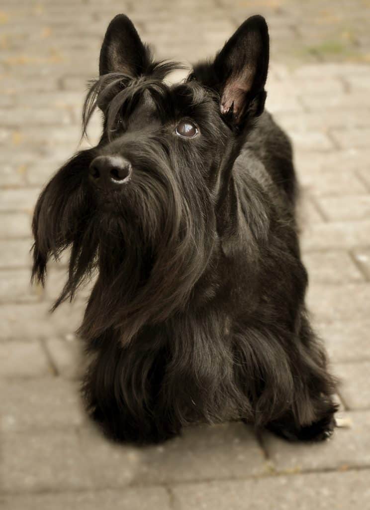 Scottish Terrier Training Tips Sharda'sDog World