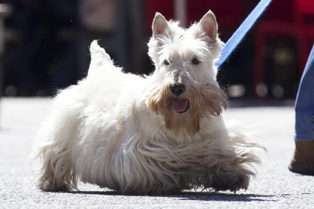 Scottish Terrier Dog Basic Training Commands To Teach Your Dog