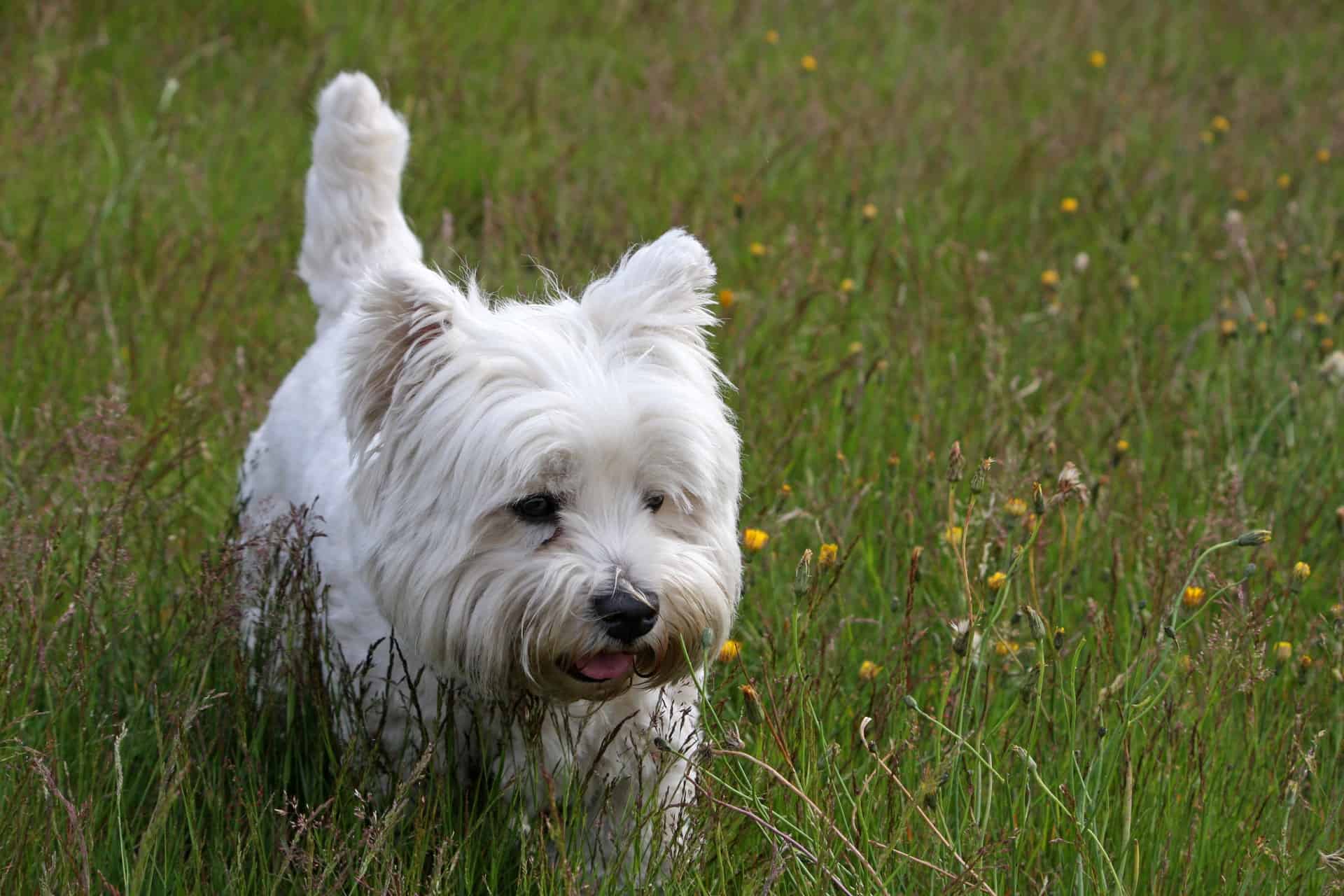 Cute West Highland Terrier Puppy
