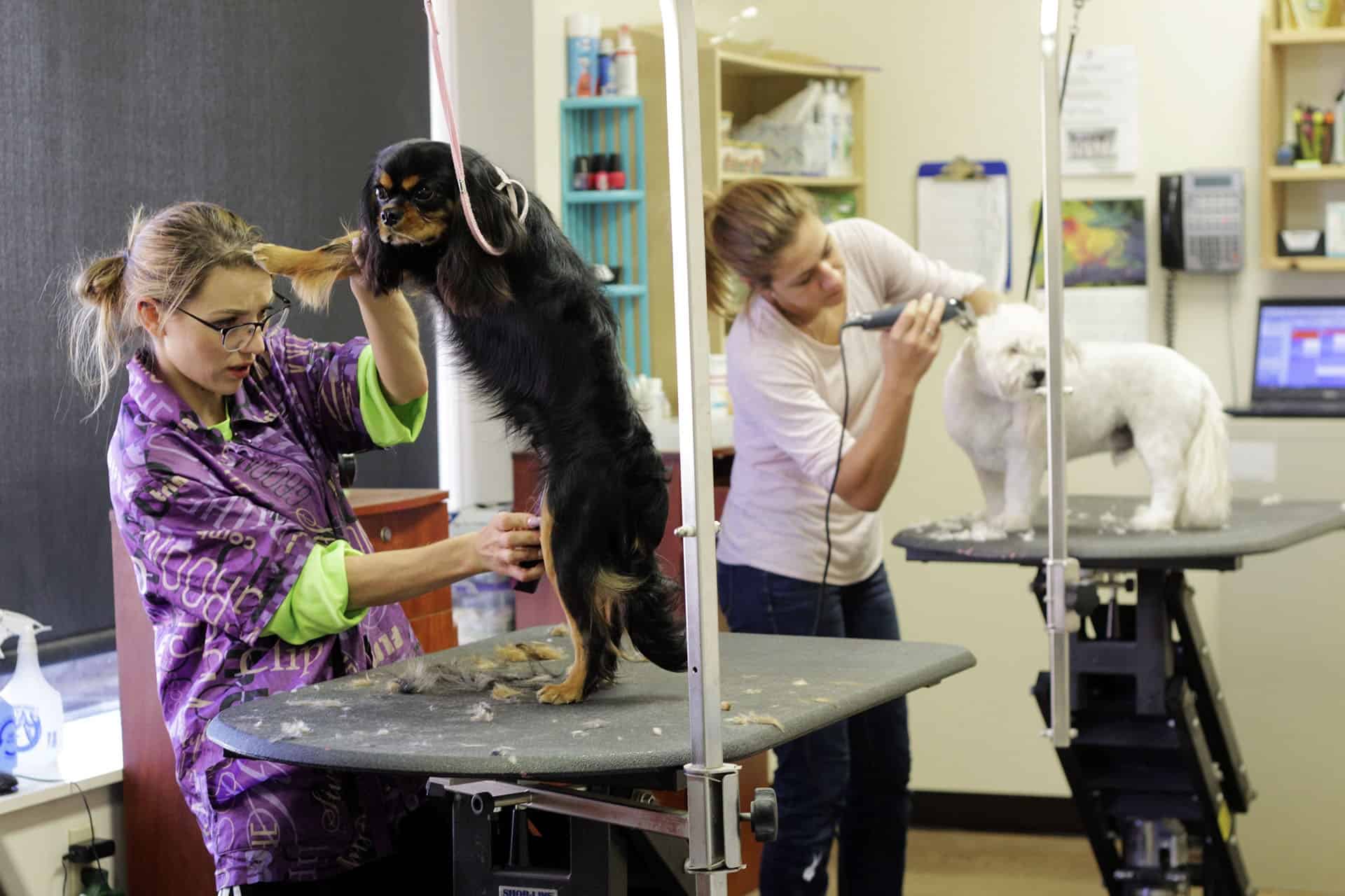 Grooming Dogs