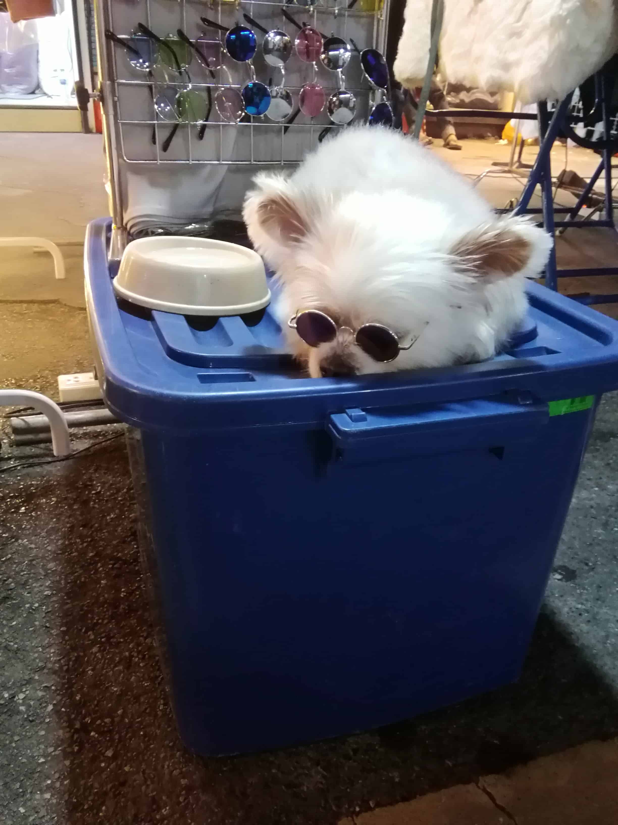 Pekingese Dog with Sunnies on